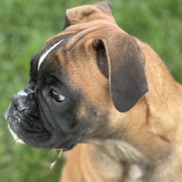 Boxer Puppies from Eagle ID Boxers