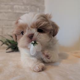 Dutton - Liver and white male Shih Tzu puppy in West Pawlet, Vermont from Morgan's Shih Tzus