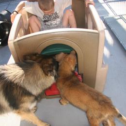 Shiloh Shepherd Puppies from Solace Shilohs