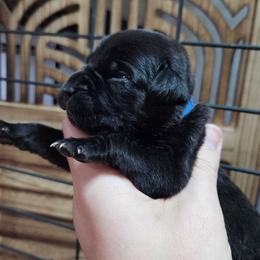 Blue Collar Male - Black brindle male Cane Corso puppy in Lewistown, Montana from Corsi Amore Kennels