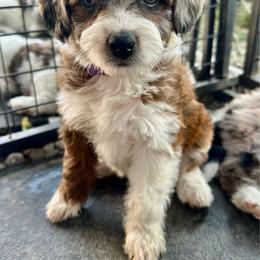 Girl 4 - Red tri-color female Aussiedoodle puppy in Hillsboro, Illinois from Perfect Paws Puppies