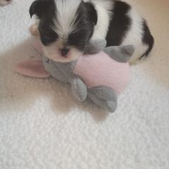 Japanese Chin Puppies from Carousel Chin