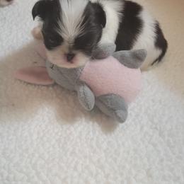 Japanese Chin Puppies from Carousel Chin