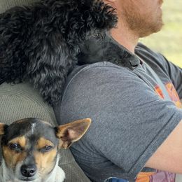 Poodle Puppies from Stunningly Sweet Standards