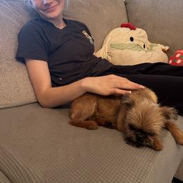 Brussels Griffon, Chihuahua, and French Bulldog Puppies from BZB Griffs