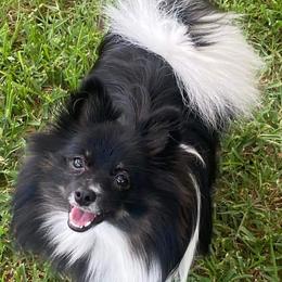 Pomeranians from Mandy's Precious Poms