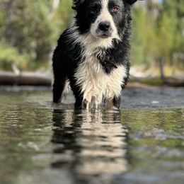 Hitch “Pig” - Border Collie