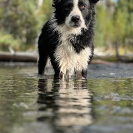 Hitch “Pig” - Border Collie