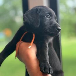 Orange Collar - Black female Labrador Retriever puppy in Winchester, Kentucky from Bourbon Country Retrievers