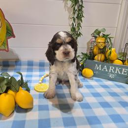 Ozzy OsborneBoy 5 - Liver and white male English Springer Spaniel puppy in Saginaw, Michigan from Kemerer Springers