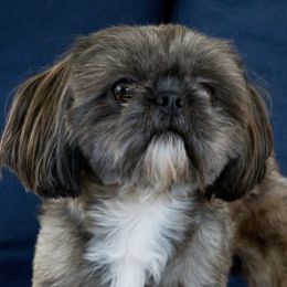 Shih Tzus from Whiterock Farm at Dutch Creek
