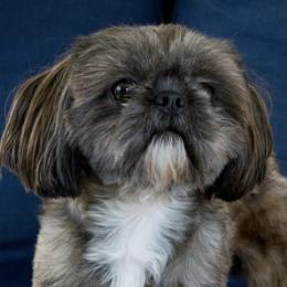 Shih Tzus from Whiterock Farm at Dutch Creek