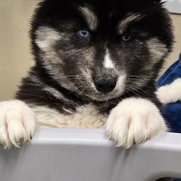 Gabby - Black tan and white female Siberian Husky puppy in East Tawas, Michigan from BurnsBerg's Woolies