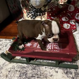 Choc Female - Red female Boston Terrier puppy in Mc Donough, Georgia from Ballard Boston Terriers