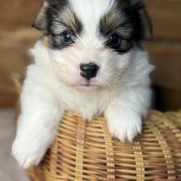 Franny- Fluffy - White and black female Pembroke Welsh Corgi puppy in Stillwater, Oklahoma from Steele Family Farms