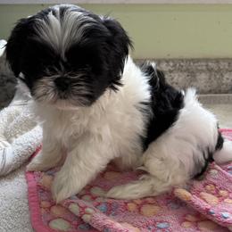 Hanna - Black and white female Shih Tzu puppy in Stafford, Virginia from Bayview Pups