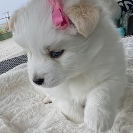 Pomsky Puppies from JadesPomskyResort