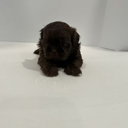 Shih Tzu Puppies from Moore Shih Tzus
