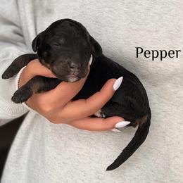 Pepper - Phantom female Bernedoodle puppy in Pennsylvania from Bells Bernedoodles