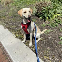 Labrador Retriever All Grown Up from On Point Labradors