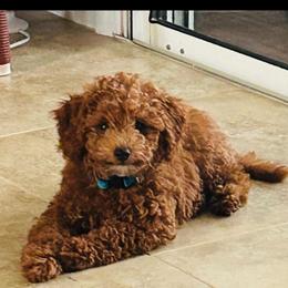 Goldendoodle Puppies from We R Mini Doodles