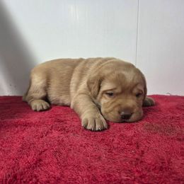 Yellow Girl 1 - Yellow female Labrador Retriever puppy in Williamsburg, Pennsylvania from River View Labradors