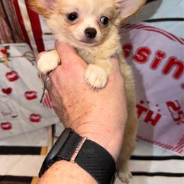 Blaire - Cream and white female Chihuahua puppy in Palmyra, Indiana from Country Star Chihuahuas