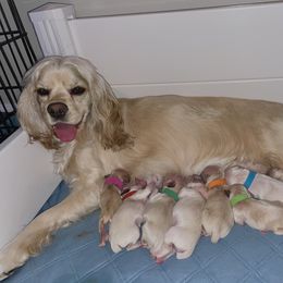Cocker Spaniel Puppies from Brooks House Cocker Spaniels
