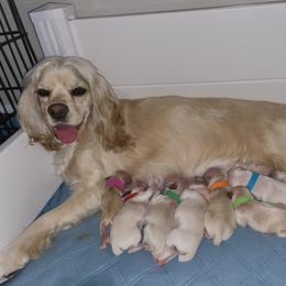 Cocker Spaniel Puppies from Brooks House Cocker Spaniels