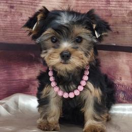 Lola - Blue and gold female Yorkshire Terrier puppy in Monticello, Iowa from Ashley’s Puppies