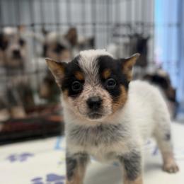 Optimus Prime - Blue male Australian Cattle Dog puppy in Rosharon, Texas from 4Surge Cattle Dogs