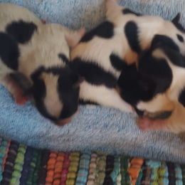 Companion Crosses and Yorkshire Terriers from Reed’s Breeds