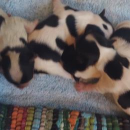 Companion Crosses and Yorkshire Terriers from Reed’s Breeds