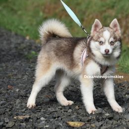 Shasta - Red and white female Pomsky puppy in Coos Bay, Oregon from Ocean View Pomskies
