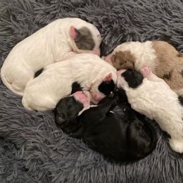 Aussiedoodle Puppies from Ford Canyon Aussidoodles