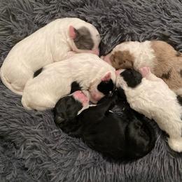 Aussiedoodle Puppies from Ford Canyon Aussidoodles