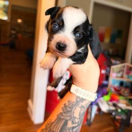 Slinky - Black tri male Miniature Australian Shepherd puppy in Buchanan, Georgia from Stanleyville Farm Mini Aussies