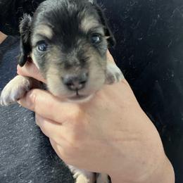 Cannoli Girl 2 - Black and cream female Dachshund puppy in Bigfork, Minnesota from Dachshunds Up North