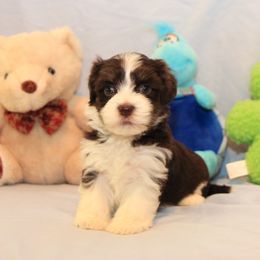 AKC Male 5 - Chocolate male Havanese puppy in South Carolina from Premier Havanese Dogs