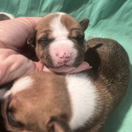 Magpie - Red female American Staffordshire Terrier puppy in Marietta, Georgia from Ambition Amstaffs