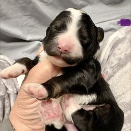 Purple collar girl - Tri-color female Bernedoodle puppy in Lake, Michigan from 3 King Doodles & Poodles