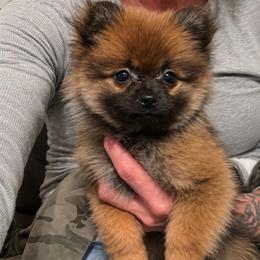 Teddy - Wolf sable male Pomeranian puppy in Mc Henry, Illinois from Pomeranians