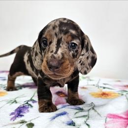 Chocolate and tan dapple male - Dapple male Dachshund puppy in Belle Rive, Illinois from Akin's Miniature Dachshunds, LLC