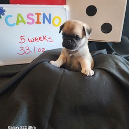 Casino - Fawn male Pug puppy in Tucson, Arizona from Cactus Pugs & Hugs