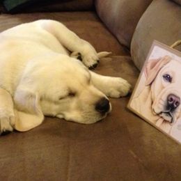 Labrador Retrievers from Centerfield Retrievers