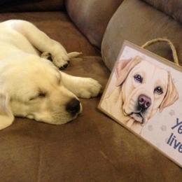 Labrador Retrievers from Centerfield Retrievers