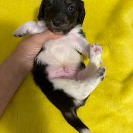 George - Piebald male Dachshund puppy in Avinger, Texas from Lone Star Longhair Dachshunds
