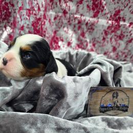 Autum - Tri-color female Cavalier King Charles Spaniel puppy in Neosho, Missouri from Pups on the Ridge