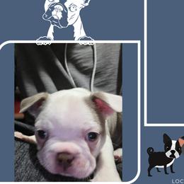 Boston Terrier Puppies from Lola & Milo's Pups-Boston Terrier -CKC
