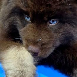 Hershey - Brown and white male Siberian Husky puppy in East Tawas, Michigan from BurnsBerg's Woolies